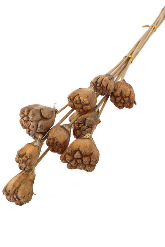 10lu Tropik Jack Seed Kuru Çiçek Naturel - 1