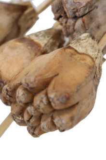 10lu Tropik Jack Seed Kuru Çiçek Naturel - 2