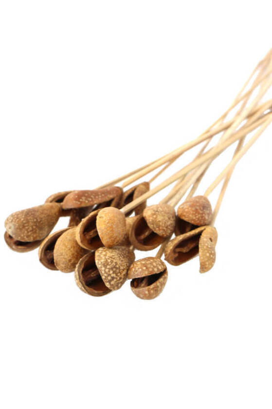 12li Benzo Tropic Fruit Kuru Çiçek Naturel - 1