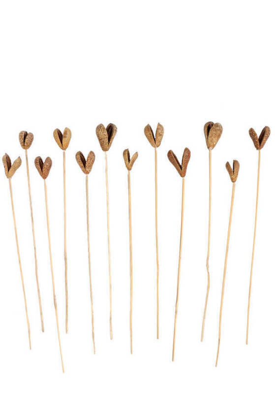 12li Benzo Tropic Fruit Kuru Çiçek Naturel - 2