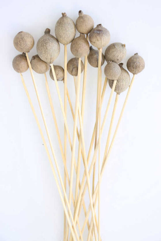 15li Gauri Fruit On Steam - 1