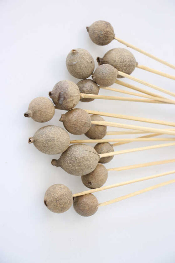 15li Gauri Fruit On Steam - 2