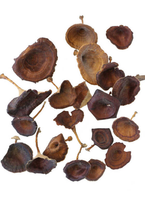 20li Paket Kuru Golden Mushromm - 1