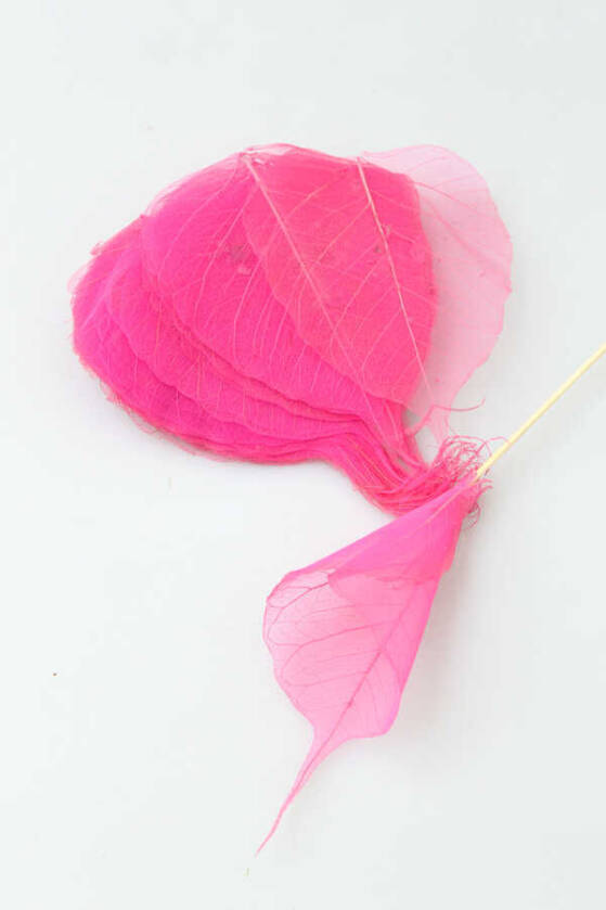 25li Paket Kurutulmuş Skeleton Yaprağı Pembe - 1