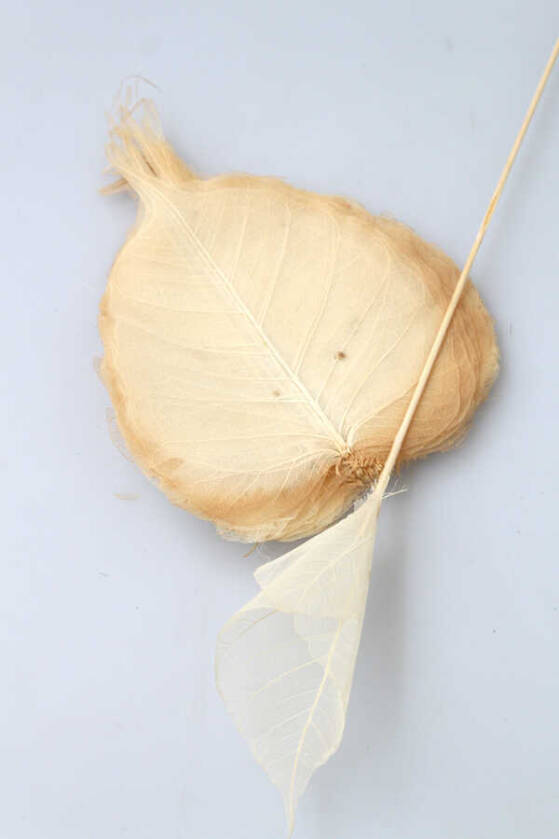 40l Paket Kurutulmuş Skeleton Yaprağı beyaz - 1