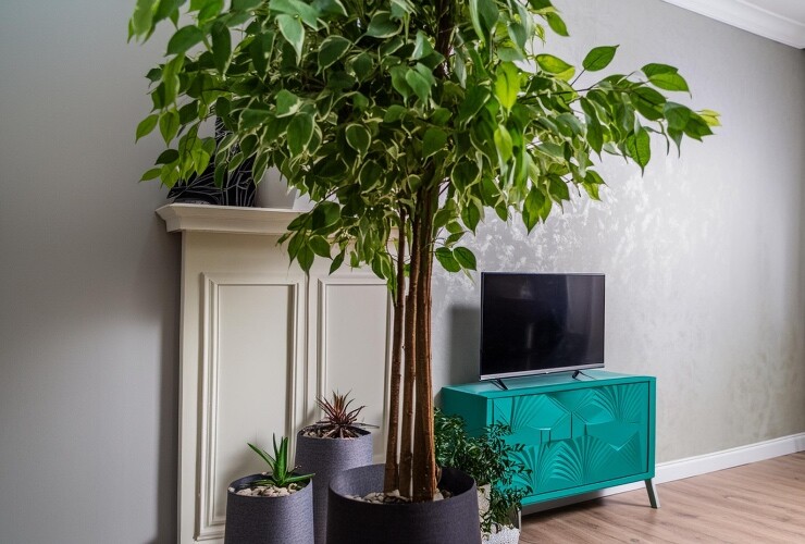 YAPAY BENJAMİN AĞAÇLAR