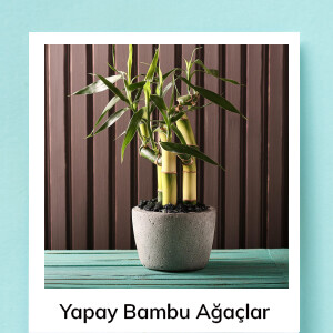 Bambu Ağaçlar
