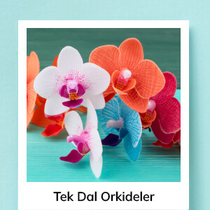 Tek Dal Orkideler