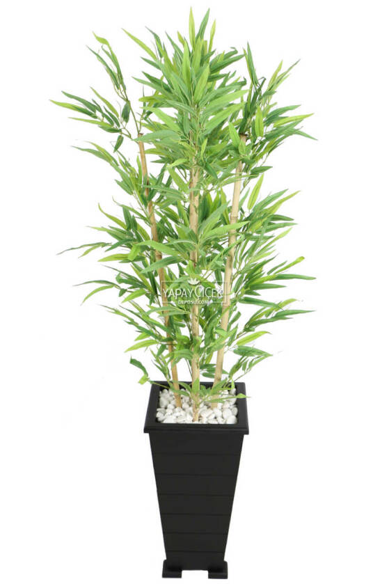 Ahşap Konik Saksılı Bambu Ağacı 150 cm - 2