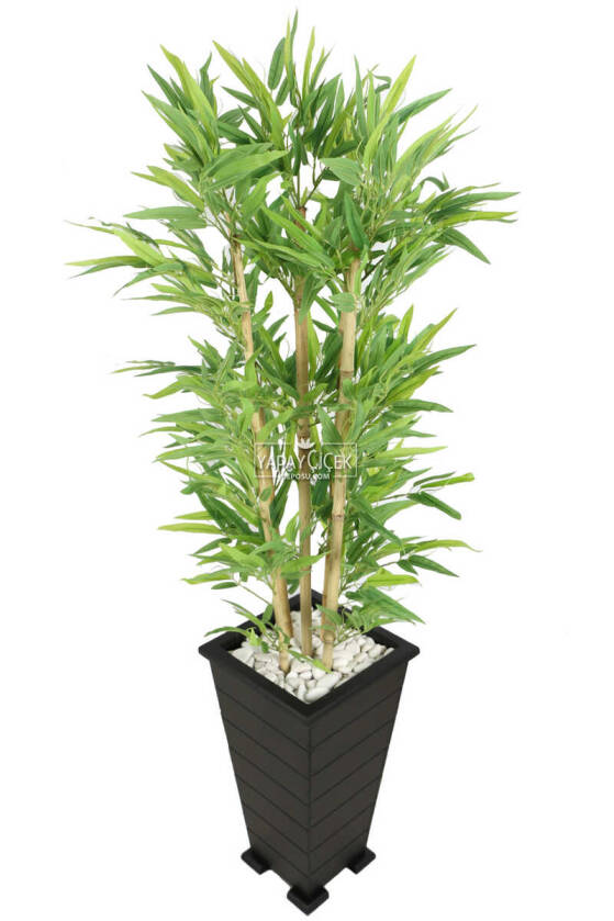 Ahşap Konik Saksılı Bambu Ağacı 150 cm - 4
