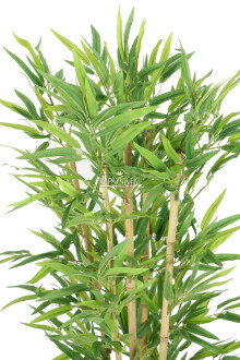 Ahşap Konik Saksılı Bambu Ağacı 150 cm - 5