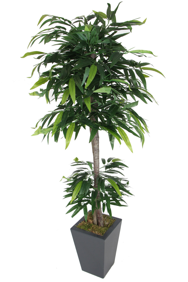 Ahşap Saksıda Yapay Mango Ağacı 180 cm - 2