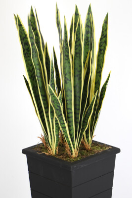 Ahşap Saksıda Yapay Paşa Kılıcı Sansevieria Ağacı 125 cm - 2