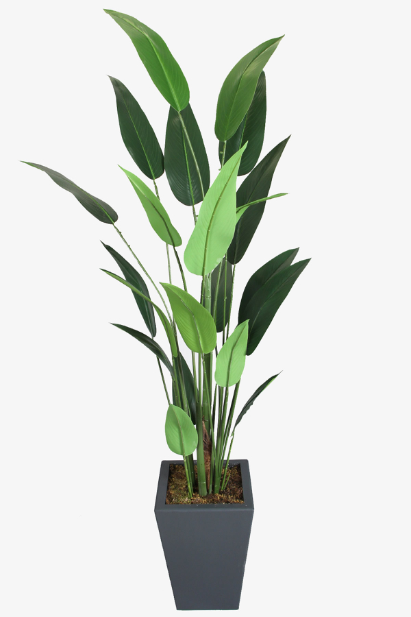 Antrasit Saksıda Yapay 22 Yapraklı Starliçe Ağacı 200 cm - 1