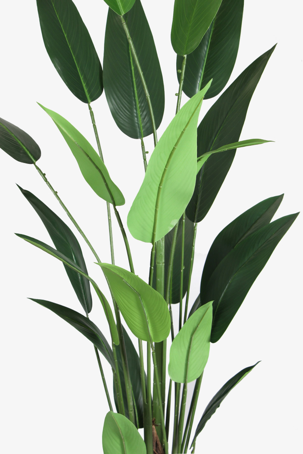 Antrasit Saksıda Yapay 22 Yapraklı Starliçe Ağacı 200 cm - 2