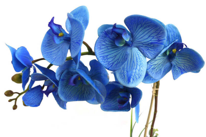 Beton Geometrik Saksıda Yapay Exclusive Islak Orkide 70 cm Mavi - 2