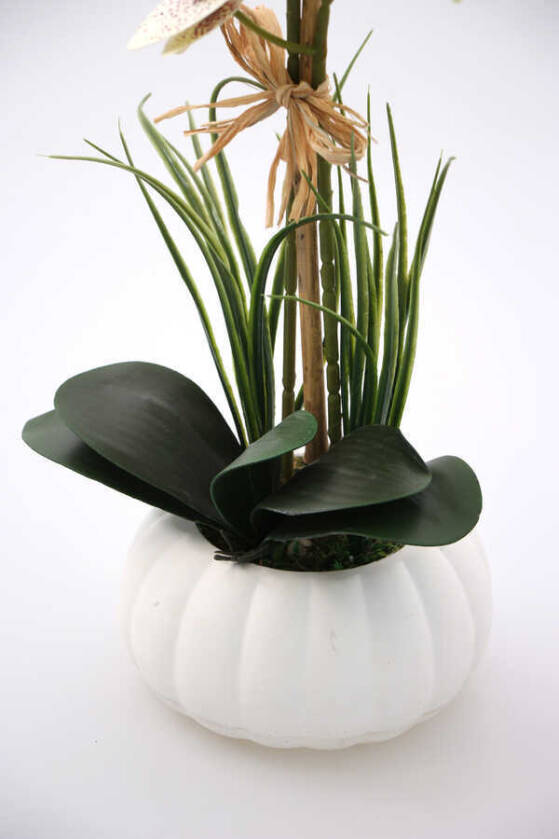 Beton Kabak Saksıda 2li Islak Orkide Tanzimi Fuşya Benekli - 2