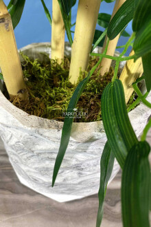 Beton Saksıda Bambu Ağacı Koyu Yeşil 65 cm (Yosunlu Model) - 2