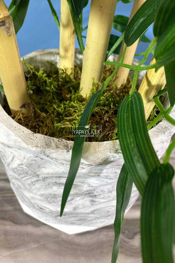 Beton Saksıda Bambu Ağacı Koyu Yeşil 65 cm (Yosunlu Model) - 2