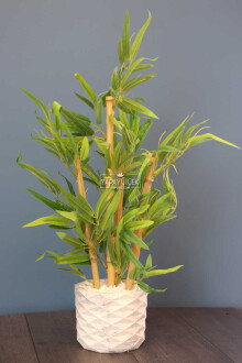 Beton Saksıda Lüx Bambu Ağacı Açık Yeşil 65 cm (Taşlı Model) - 2