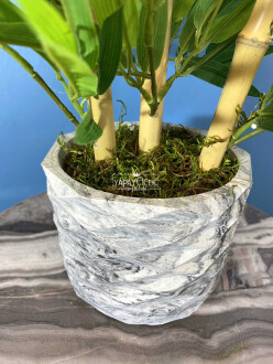 Beton Saksıda Lüx Bambu Ağacı Açık Yeşil 65 cm (Yosunlu Model) - 2