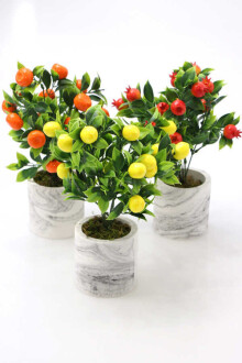 Beton Saksıda Mini Mandalina Limon ve Nar Ağacı 3lü Set - 2