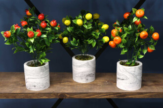 Beton Saksıda Mini Mandalina Limon ve Nar Ağacı 3lü Set - 3
