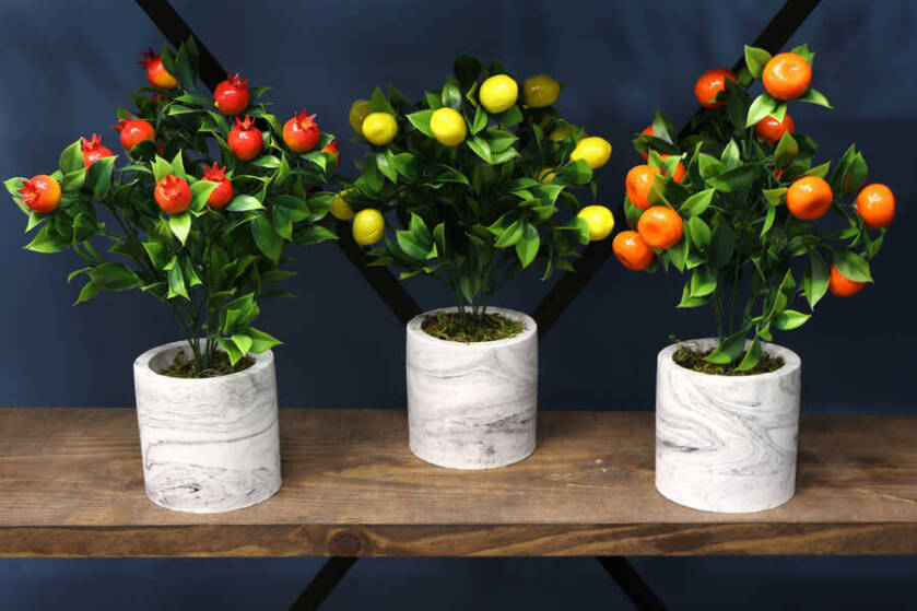 Beton Saksıda Mini Mandalina Limon ve Nar Ağacı 3lü Set - 3