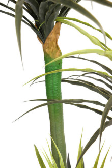 Büyük Saksıda Yapay Ağaç Yuka Yucca 180 cm - 5