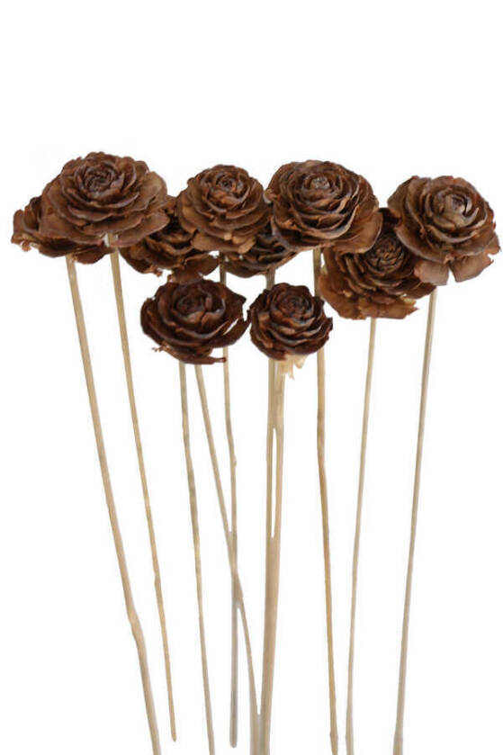 Cedar Rose 10lu Demet 45 cm Naturel - 1