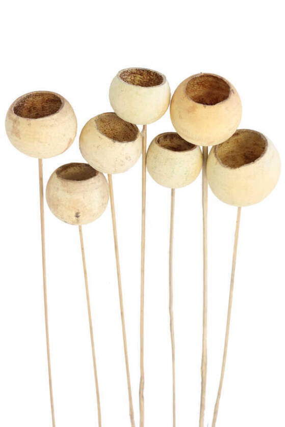 Dekoratif Bell Cup 7li Doğal Kabak - 1