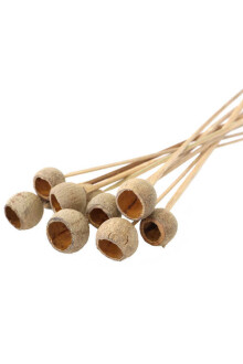 Dekoratif Küçük Bell Cup 10lu Tropic Kabak Gauri Cup Naturel - 3