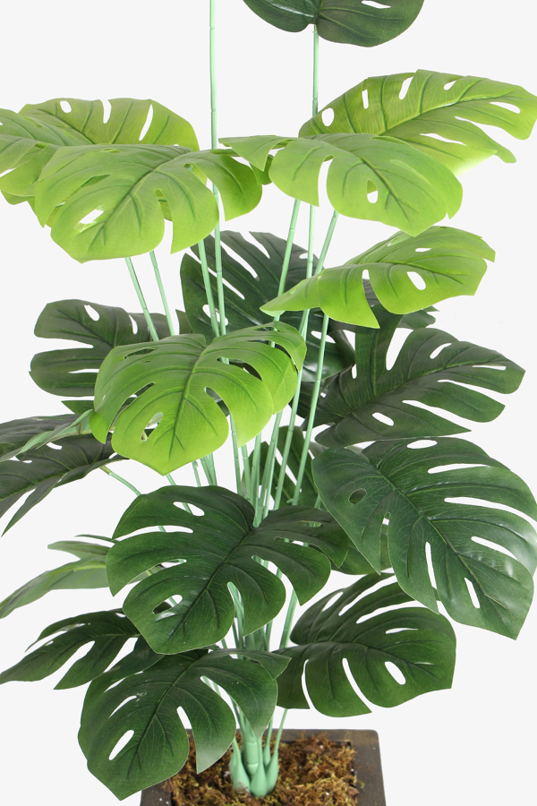 Eskitme Gold Saksıda Yapay 24 Dallı Deve Tabanı Ağacı 150-160 cm - 3