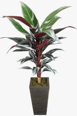 Eskitme Gold Saksıda Yapay Starliçe Stromanthe Dua Çiçeği 180 cm Kızıl - Yapay Çiçek Sitesi