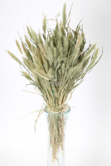 Kedi Kuyruğu Otu Naturel - Yapay Çiçek Sitesi