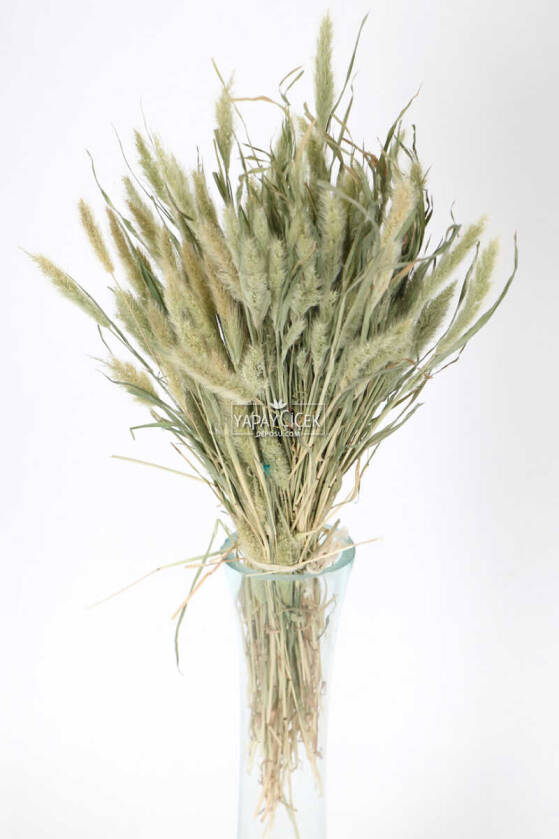 Kedi Kuyruğu Otu Naturel - 1