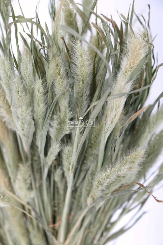 Kedi Kuyruğu Otu Naturel - 2