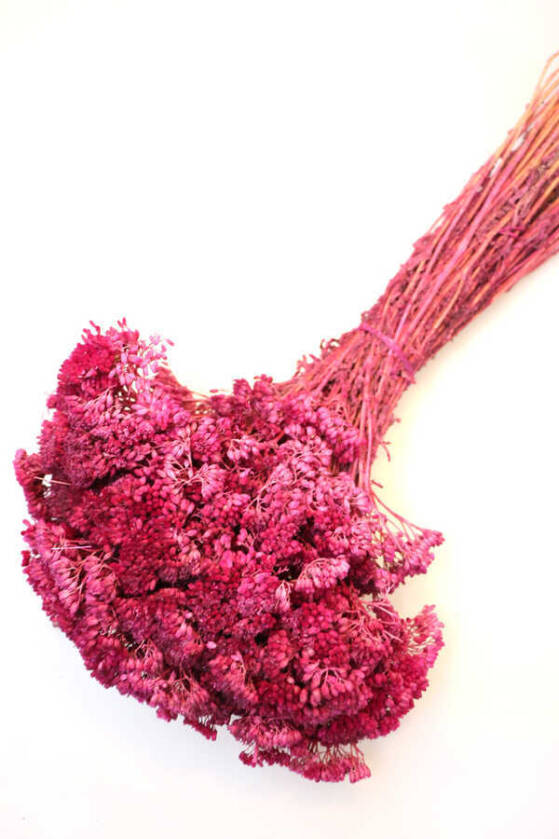 Kuru Çiçek Ayva Denesi Demeti Fuşya - 1