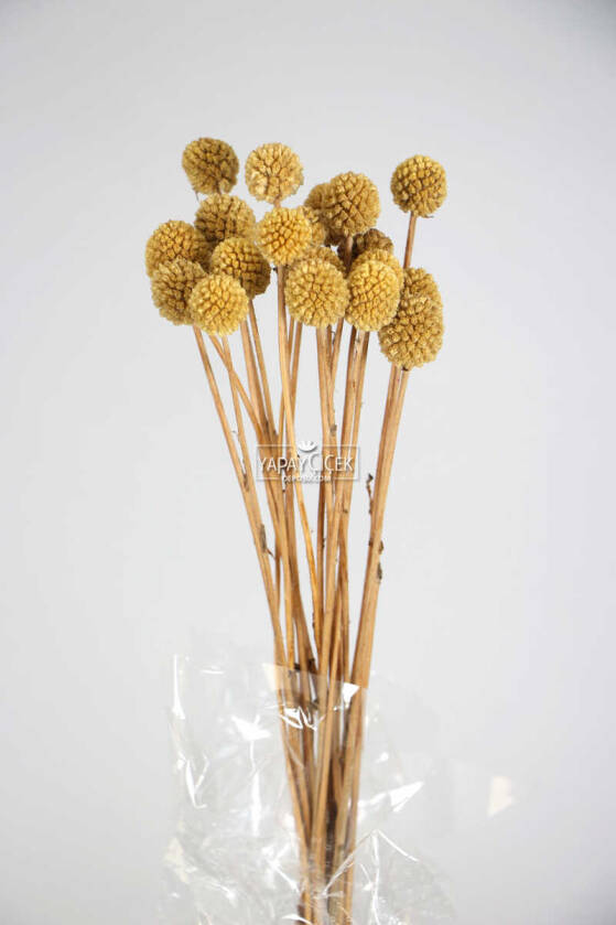 Kuru Çiçek Craspedia Çiçeği 20 Adet Naturel - 1