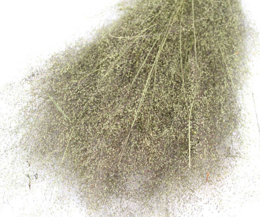 Kuru Çiçek Dağ Tüyü otu - 2