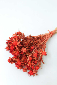 Kuru Çiçek Kartamus Açık Kırmızı - Yapay Çiçek Sitesi