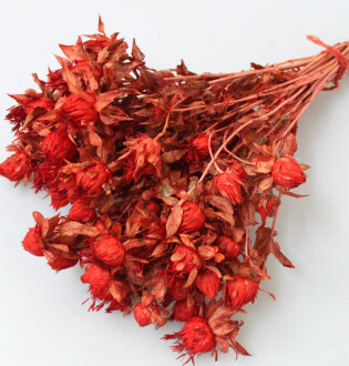 Kuru Çiçek Kartamus Açık Kırmızı - 2