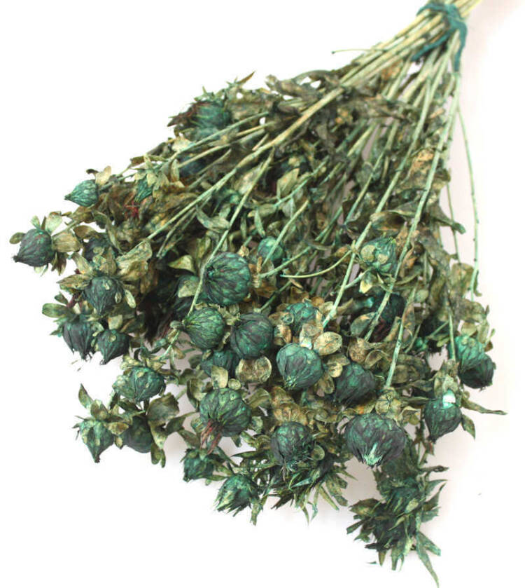 Kuru Çiçek Kartamus Yeşil - 2