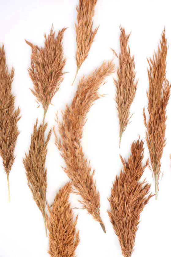 Kuru Çiçek Küçük Pampas Püskülü 10lu Karamel Turuncu - 1