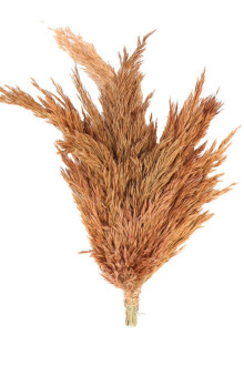 Kuru Çiçek Küçük Pampas Püskülü 10lu Karamel Turuncu - 2