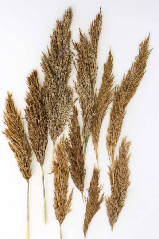 Kuru Çiçek Küçük Pampas Püskülü 10lu (Naturel) - 1