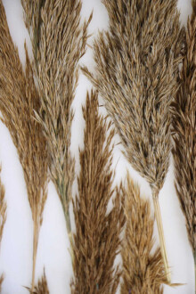 Kuru Çiçek Küçük Pampas Püskülü 10lu (Naturel) - 2