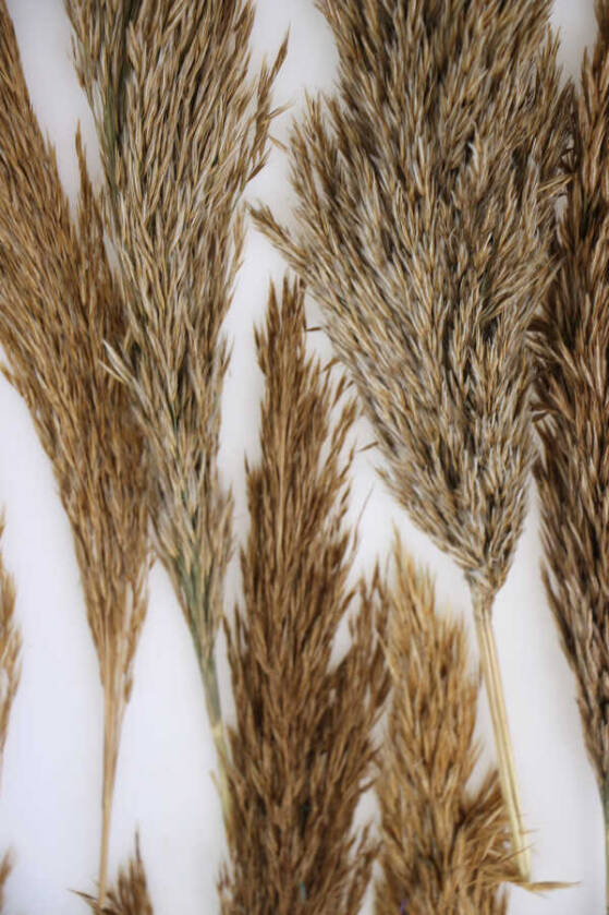 Kuru Çiçek Küçük Pampas Püskülü 10lu (Naturel) - 2