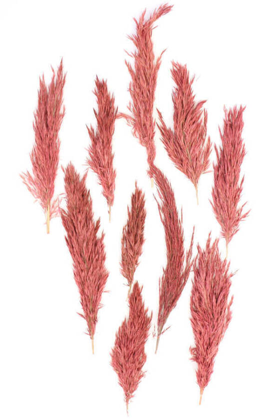Kuru Çiçek Küçük Pampas Püskülü 10lu Pastel Kırmızı - 1