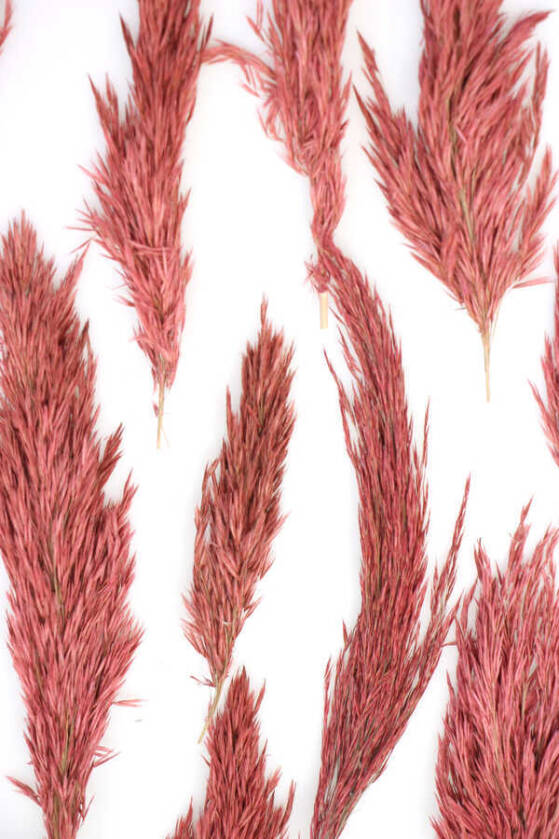 Kuru Çiçek Küçük Pampas Püskülü 10lu Pastel Kırmızı - 2